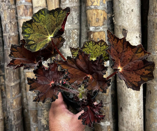 Begonia &