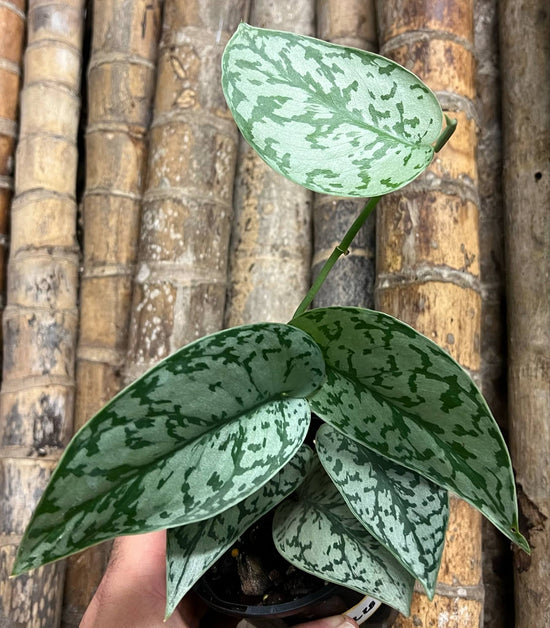 Scindapsus &