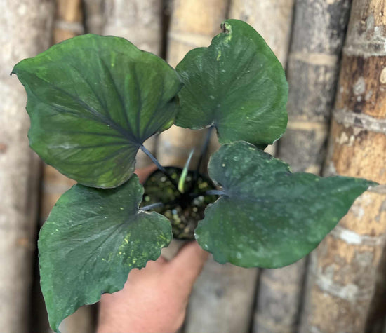 Caladium &