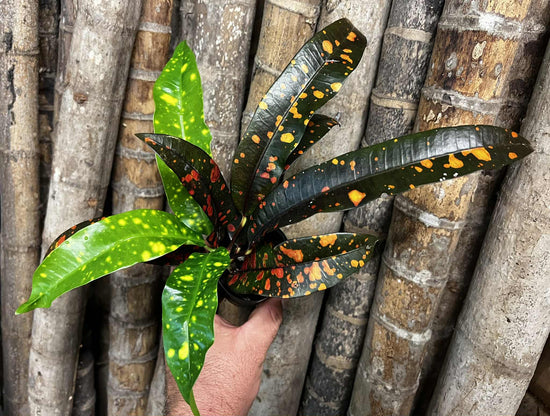 Croton &