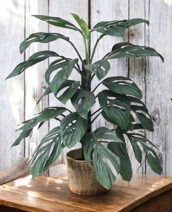 Monstera &