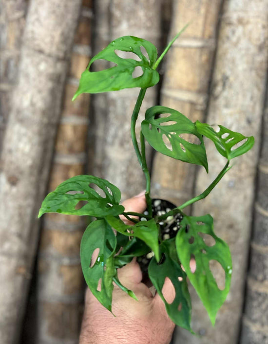 Monstera &
