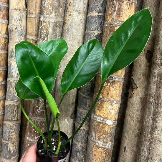 Philodendron &
