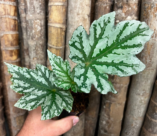 Begonia &
