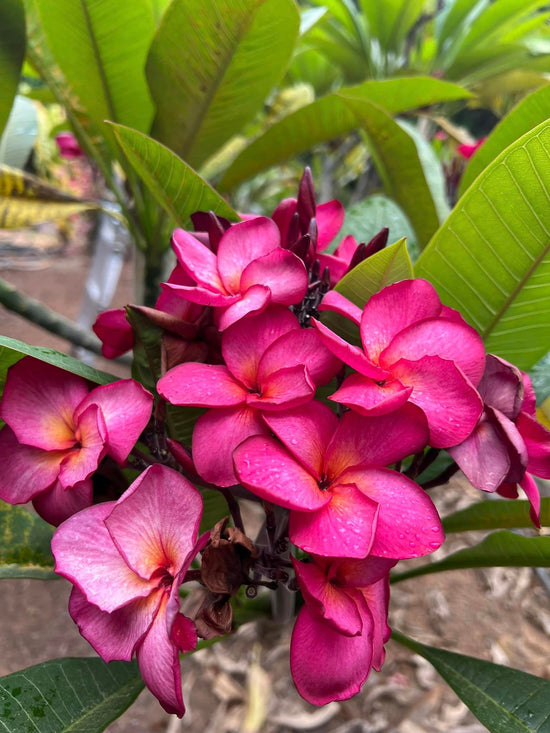 Frangipani (Seed Grown) 75mm Pot