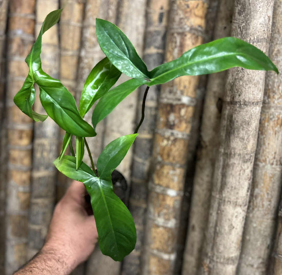 Philodendron &