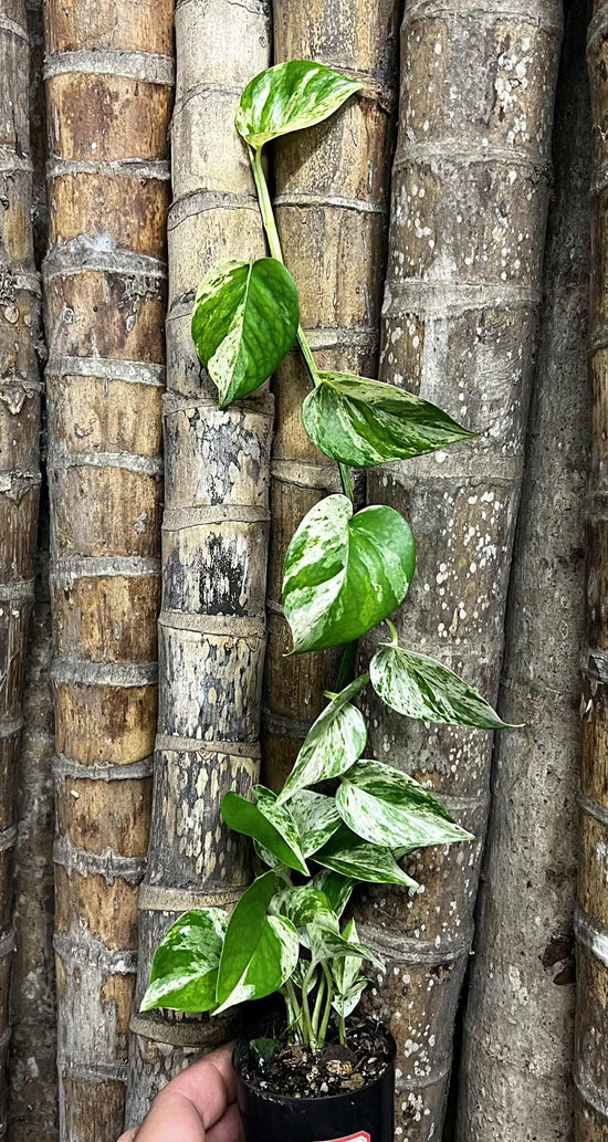 Epipremnum &