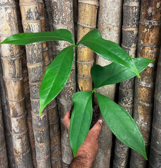 Anthurium &
