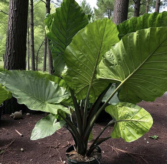 Alocasia &