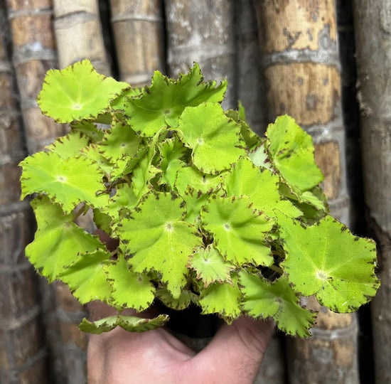 Begonia &