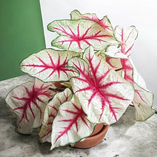 Caladium &