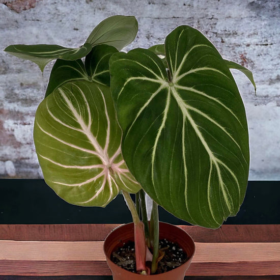 Philodendron &