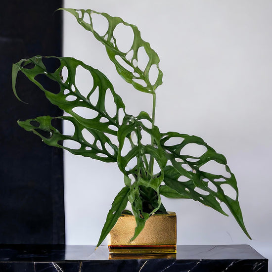 Monstera obliqua ‘Peru&