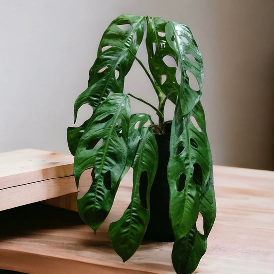 Monstera obliqua &