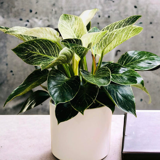 Philodendron &