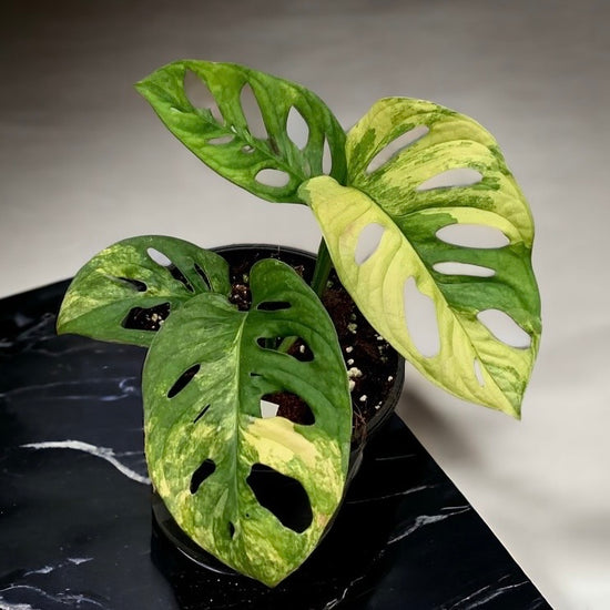 Monstera adansonii &