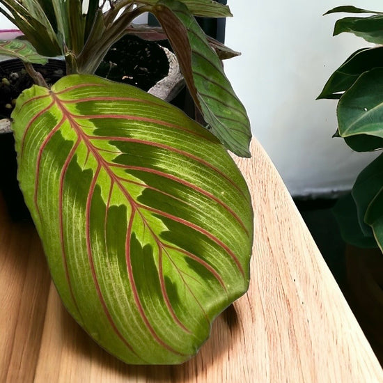 Maranta &