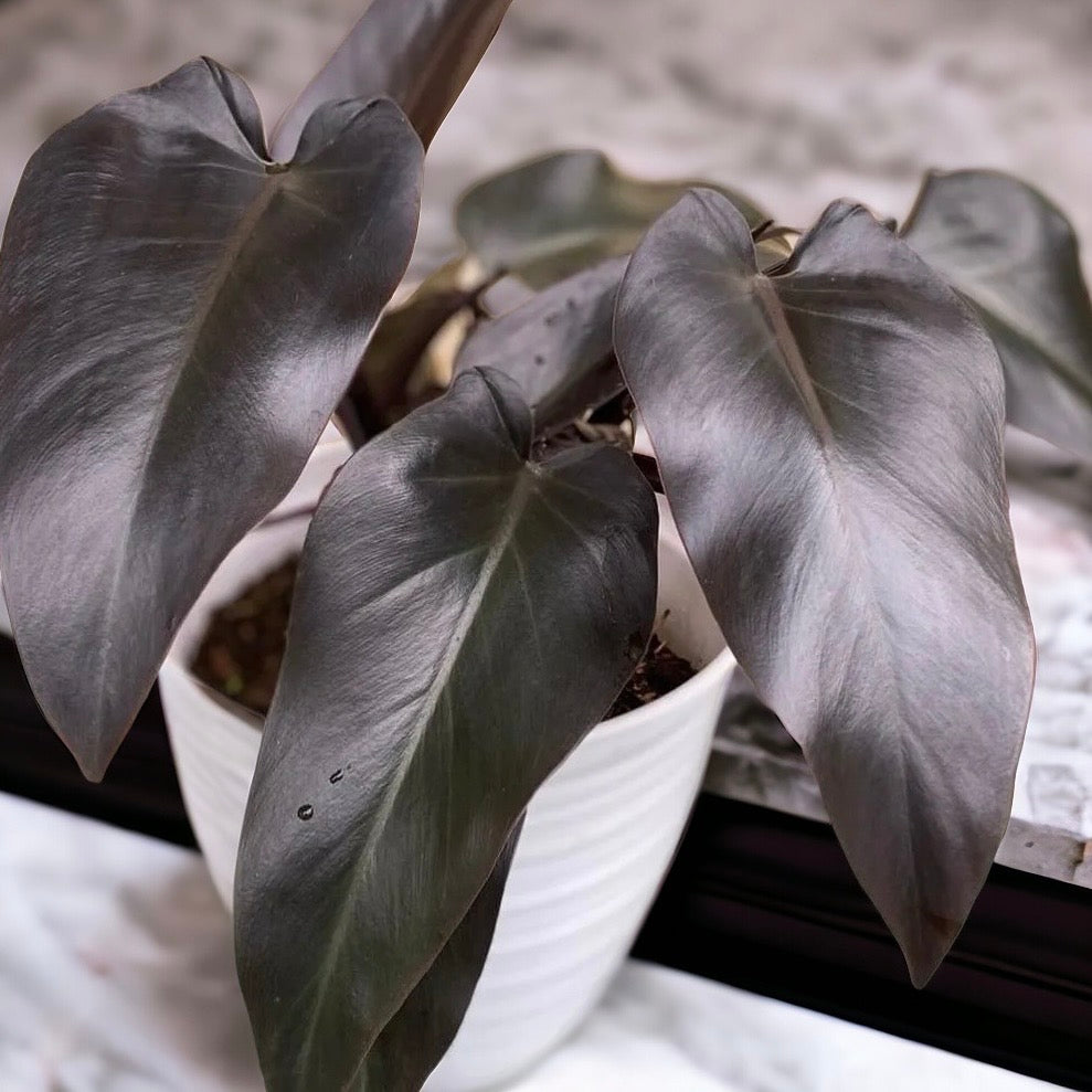 black majesty philodendron price philippines Philodendron 'Majesty' 75mm Pot – plantandleaf