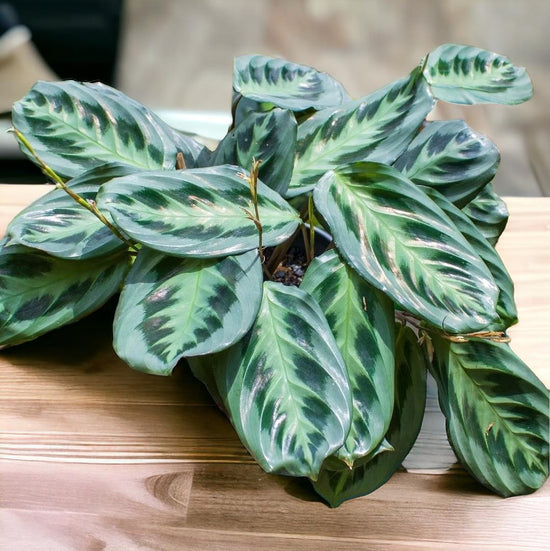 Maranta &