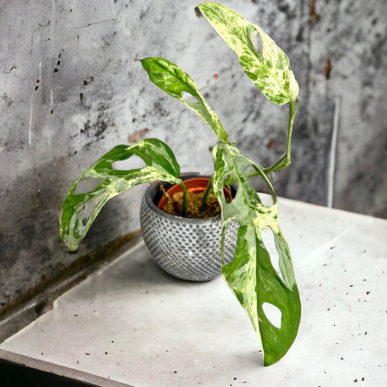 Monstera adansonii &