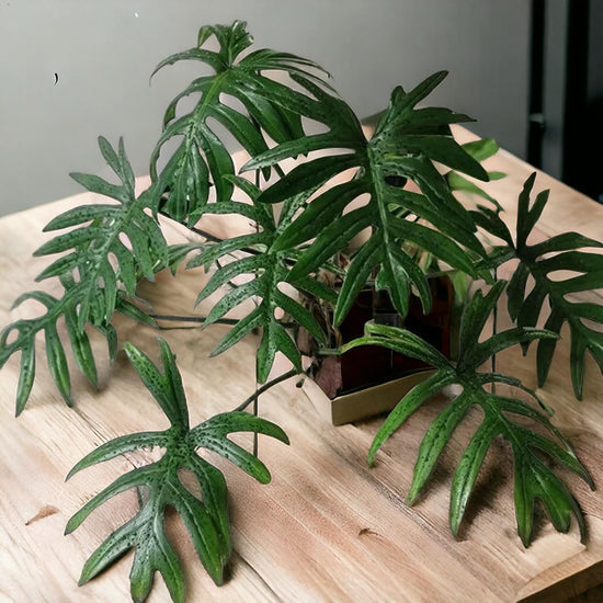 Philodendron &