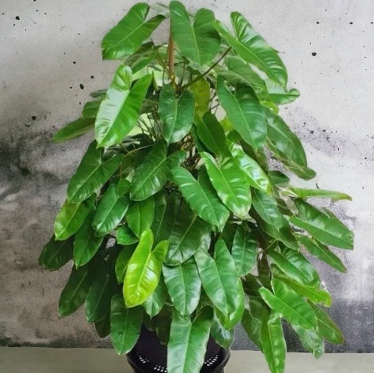 Philodendron Burle Marx 100mm Pot