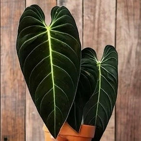 Philodendron &