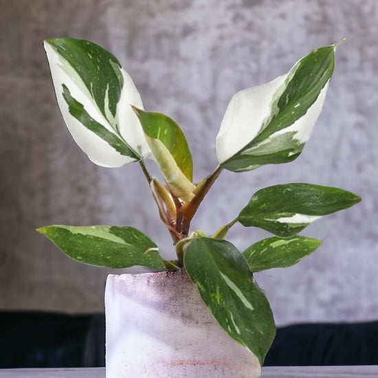 Philodendron &