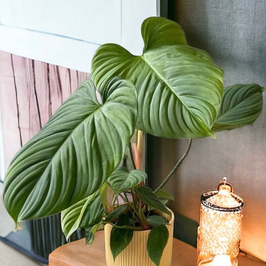 Philodendron &