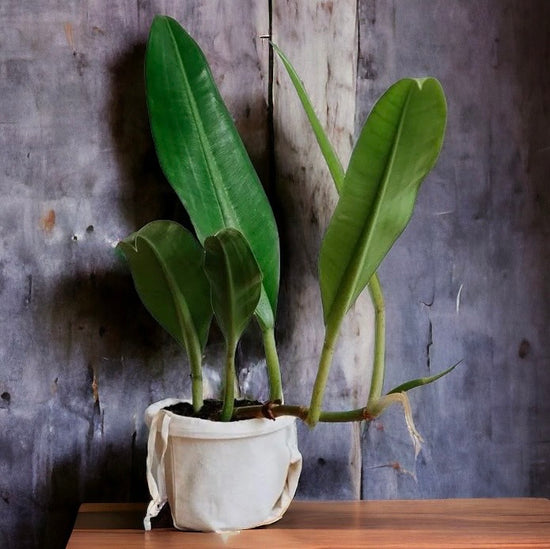 Philodendron &