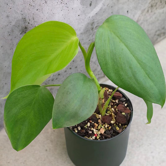 Philodendron &