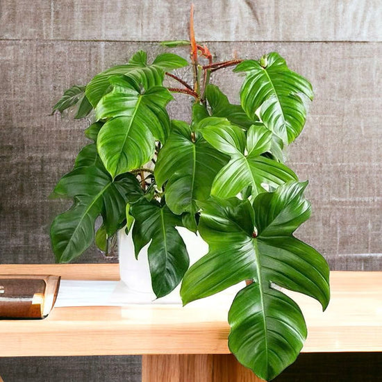 Philodendron &