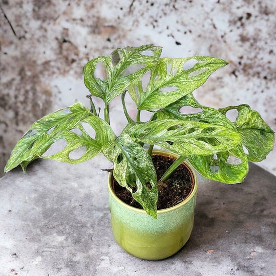 Monstera adansonii &