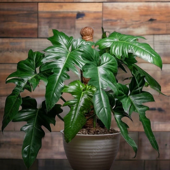 Philodendron &