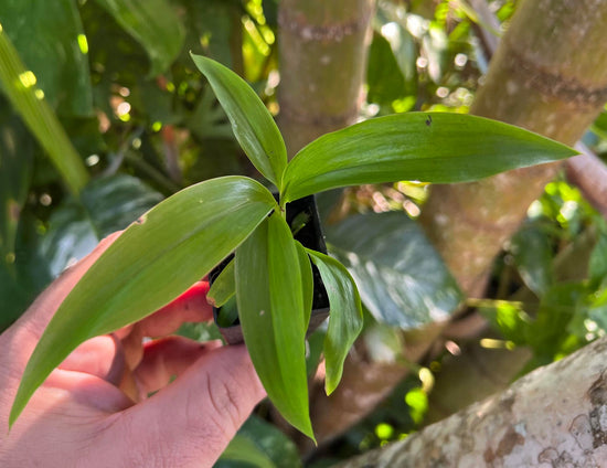 Cordyline &