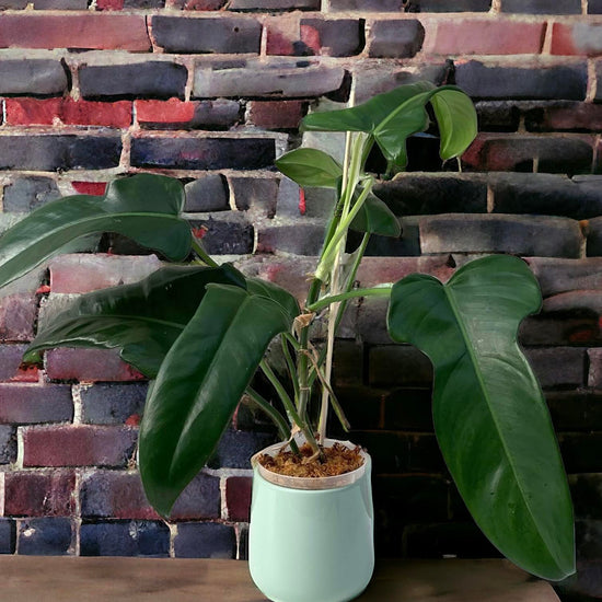 Philodendron &