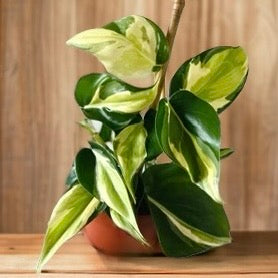 Philodendron &