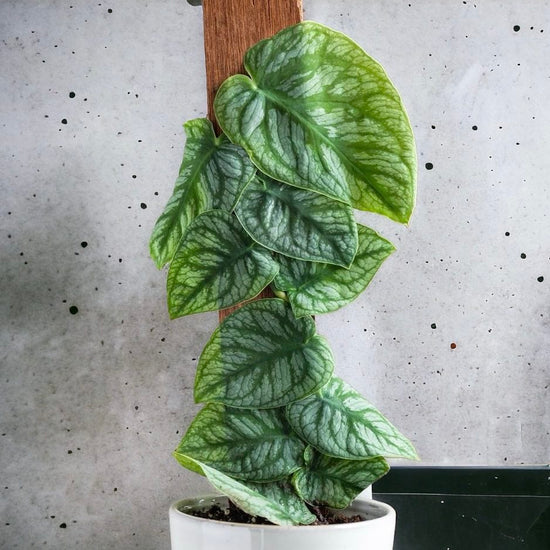 Monstera &