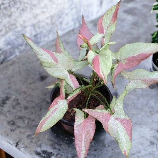 Syngonium &