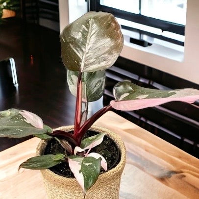 Philodendron &