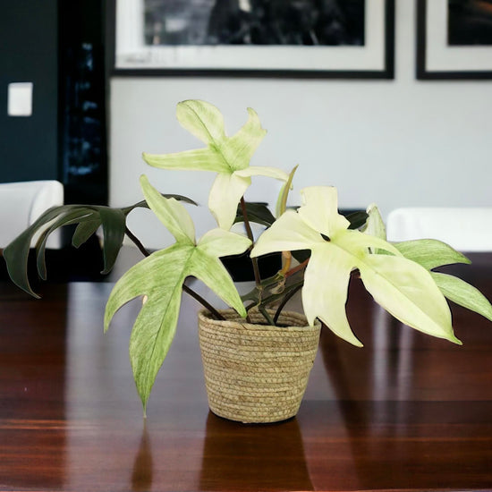 Philodendron &