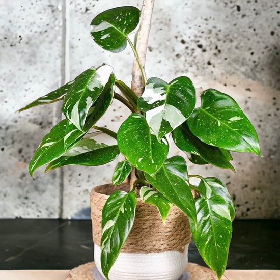 Philodendron &