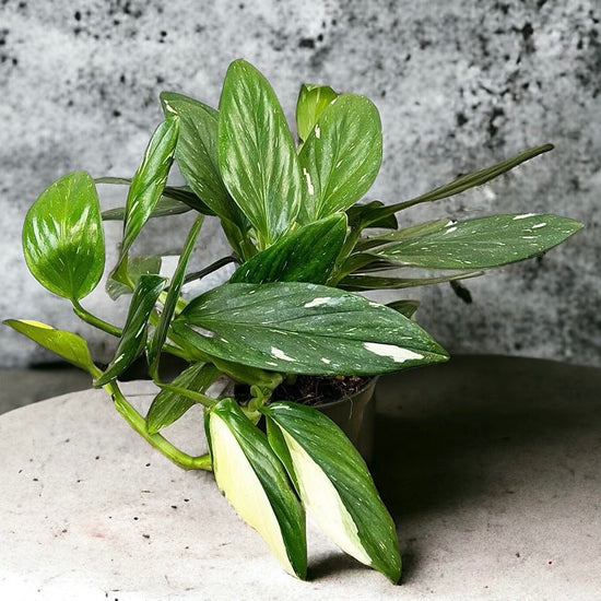 Monstera standleyana &