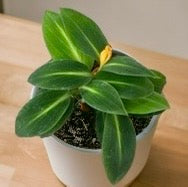 Boesenbergia aurantiaca 75mm Pot
