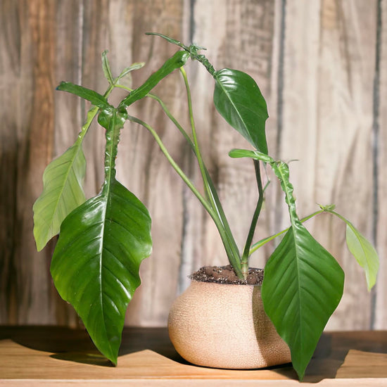 Philodendron &