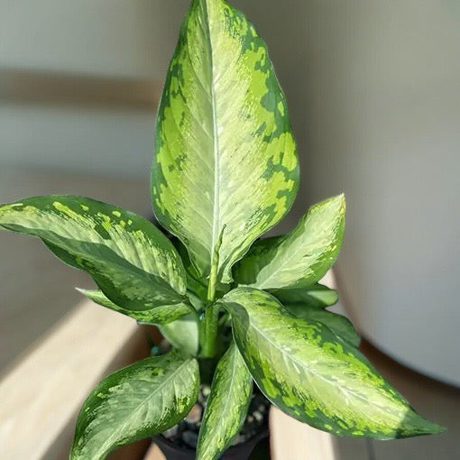 Dieffenbachia Whitii 75mm Pot