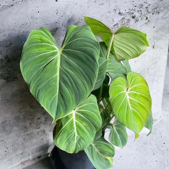Philodendron &