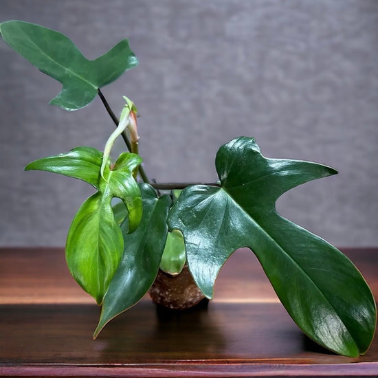 Philodendron &