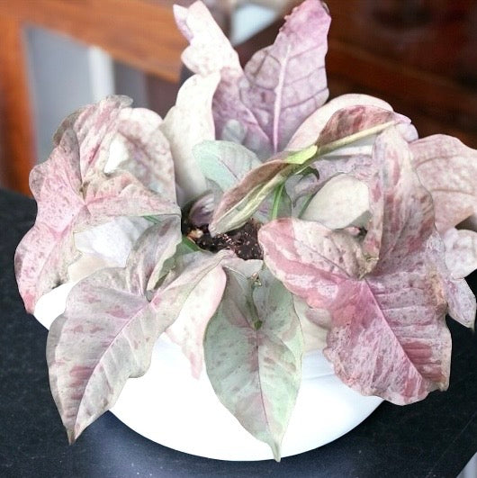 Syngonium &