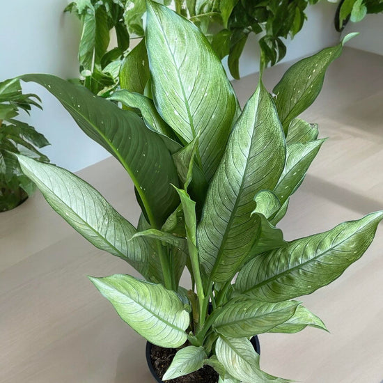 Dieffenbachia &